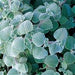 PLECTRANTHUS NICOLLETA - TRAILING - 4.5" - Springbank Greenhouses
