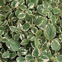 PLECTRANTHUS VARIEGATA - TRAILING - 4.5" - Springbank Greenhouses