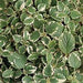 PLECTRANTHUS VARIEGATA - TRAILING - 4.5" - Springbank Greenhouses