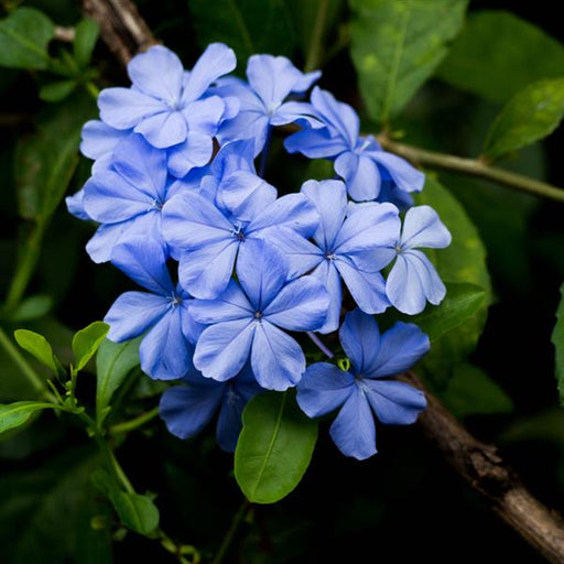 PLUMBAGO - DARK BLUE - 4.5" - Springbank Greenhouses