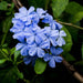 PLUMBAGO - DARK BLUE - 4.5" - Springbank Greenhouses
