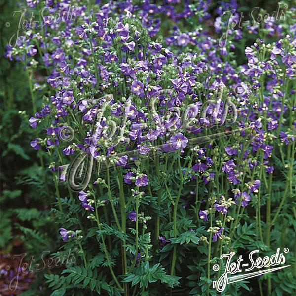 POLEMONIUM HEAVENLY HABIT (JACOB'S LADDER) - 1 Gallon - Springbank Greenhouses