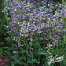 POLEMONIUM HEAVENLY HABIT (JACOB'S LADDER) - 1 Gallon - Springbank Greenhouses