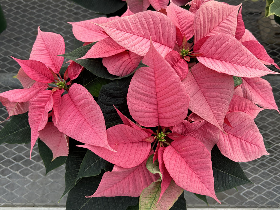 POINSETTIA - MEDIUM