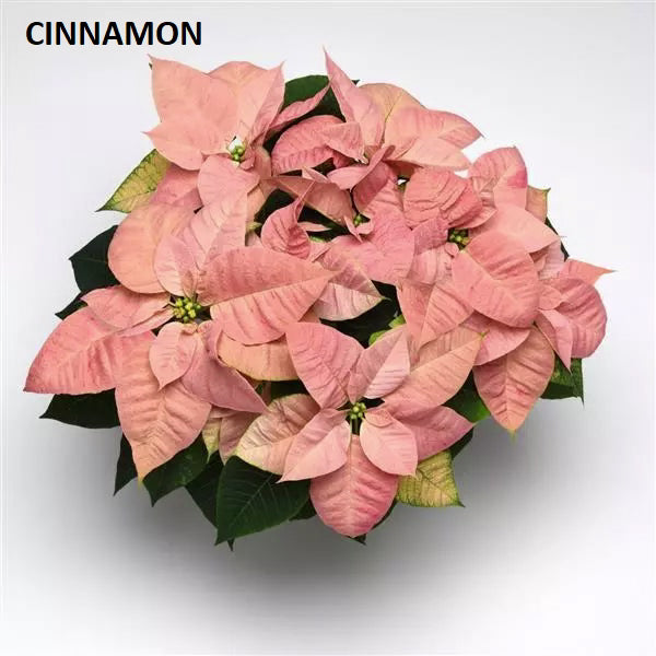 POINSETTIA - SMALL