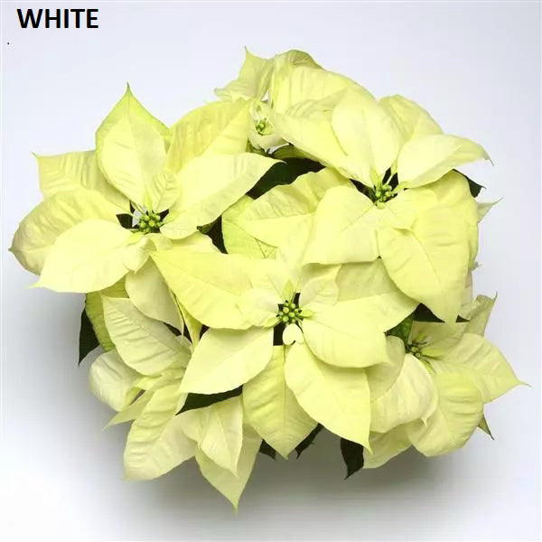 POINSETTIA - SMALL