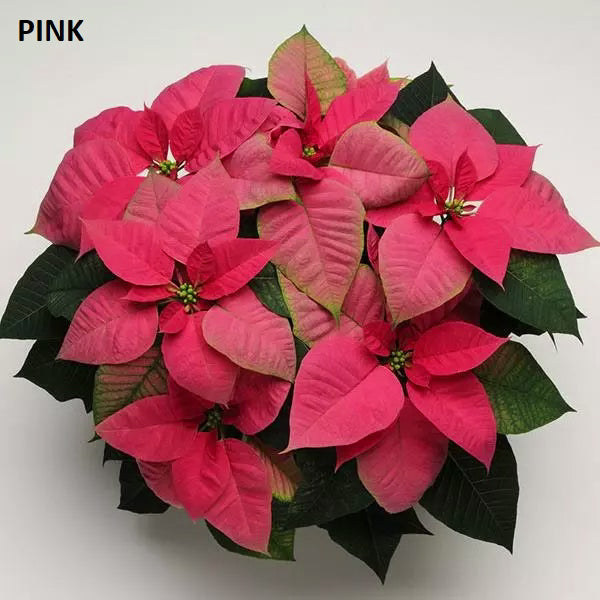 POINSETTIA - SMALL