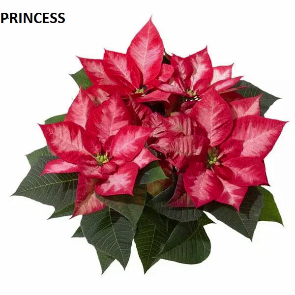 POINSETTIA - SMALL