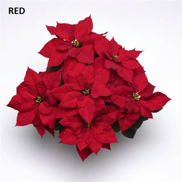 POINSETTIA - SMALL