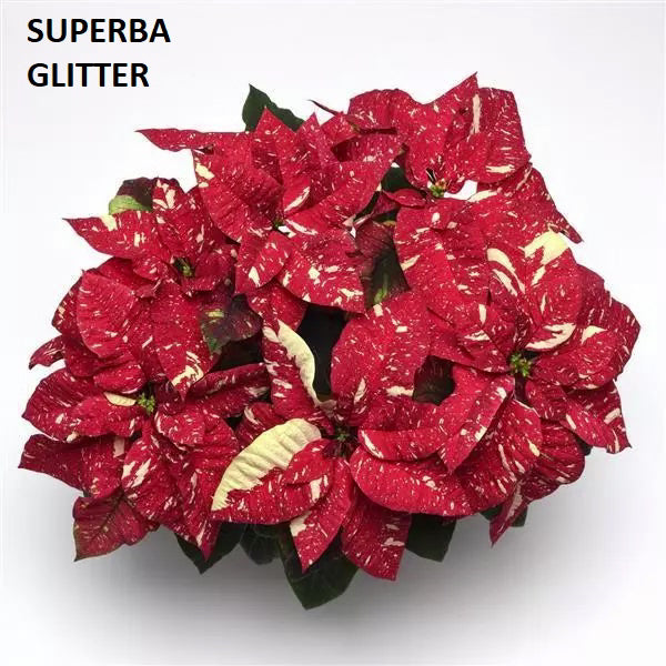 POINSETTIA - SMALL