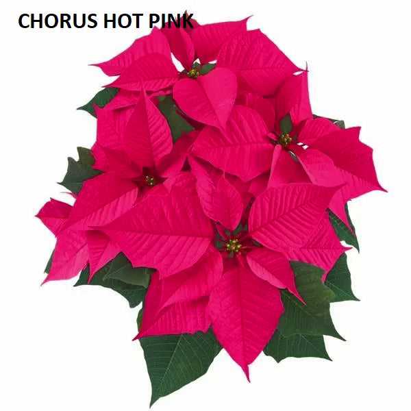 POINSETTIA - MEDIUM
