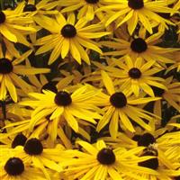 RUDBECKIA GOLDSTURM (BLACK EYED SUSAN) - 1 Gallon - Springbank Greenhouses