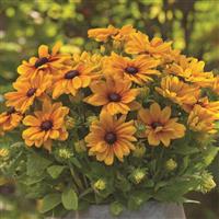 RUDBECKIA SUNBECKIA SERIES (4 COLOURS) (BLACK EYED SUSAN) - 8" POT - Springbank Greenhouses