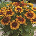 RUDBECKIA SUNBECKIA SERIES (4 COLOURS) (BLACK EYED SUSAN) - 8" POT - Springbank Greenhouses