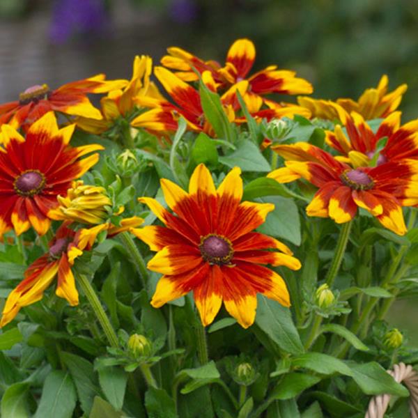 RUDBECKIA SUNBECKIA SERIES (4 COLOURS) (BLACK EYED SUSAN) - 8" POT - Springbank Greenhouses