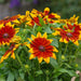 RUDBECKIA SUNBECKIA SERIES (4 COLOURS) (BLACK EYED SUSAN) - 8" POT - Springbank Greenhouses