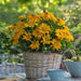 RUDBECKIA SUNBECKIA SERIES (4 COLOURS) (BLACK EYED SUSAN) - 8" POT - Springbank Greenhouses