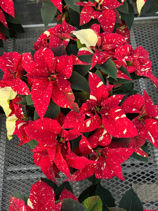 POINSETTIA - LARGE