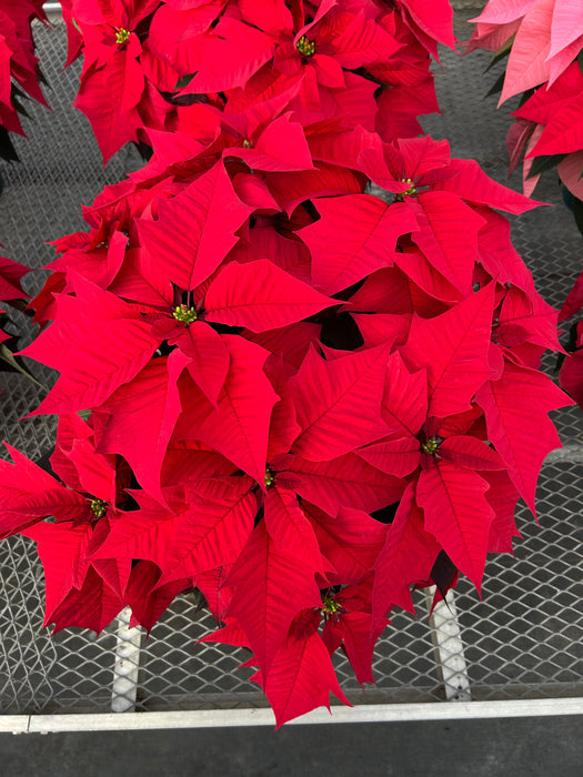 POINSETTIA - LARGE