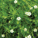 SAGINA AUREA (MOSS) - Quart - Springbank Greenhouses