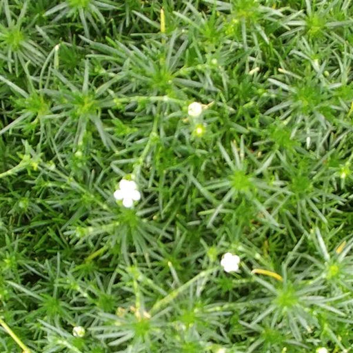 SAGINA SUBULATA (MOSS) - Quart - Springbank Greenhouses