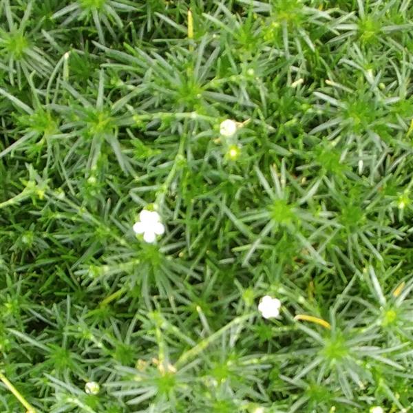 SAGINA SUBULATA (MOSS) - Quart - Springbank Greenhouses
