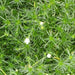 SAGINA SUBULATA (MOSS) - Quart - Springbank Greenhouses