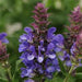 SALVIA NEMEROSA BLUE MARVEL (SAGE) - 1 Gallon - Springbank Greenhouses