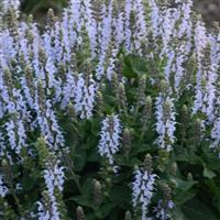 SALVIA NEMEROSA BUMBLESKY (SAGE) - 1 Gallon - Springbank Greenhouses