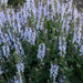 SALVIA NEMEROSA BUMBLESKY (SAGE) - 1 Gallon - Springbank Greenhouses