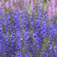 SALVIA PRATENSIS EVENING ATTIRE (MEADOW SAGE) - 1 Gallon - Springbank Greenhouses