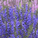 SALVIA PRATENSIS EVENING ATTIRE (MEADOW SAGE) - 1 Gallon - Springbank Greenhouses