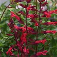 SALVIA ROMAN RED - 5.5" - Springbank Greenhouses