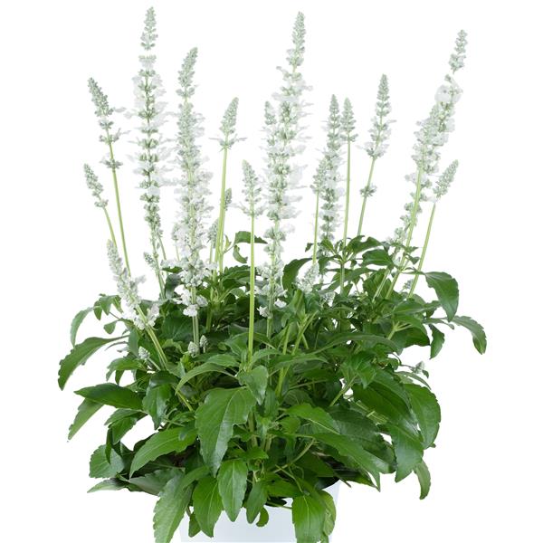 SALVIA SALLYFUN PURE WHITE - 5.5" - Springbank Greenhouses