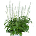 SALVIA SALLYFUN PURE WHITE - 5.5" - Springbank Greenhouses