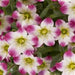 SAXIFRAGA  MARTO PICOTEE RED (MOSSY FOCKFOIL) - Quart - Springbank Greenhouses