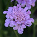 SCABIOSA FLUTTER DEEP BLUE (PINCUSHION FLOWER) - 1 Gallon (Copy) - Springbank Greenhouses