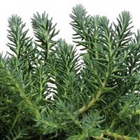 SEDUM BLUE SPRUCE (CREEPING STONECROP) - Quart - Springbank Greenhouses