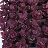 SEDUM CHERRY TART (CREEPING STONECROP) - Quart - Springbank Greenhouses