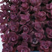 SEDUM CHERRY TART (CREEPING STONECROP) - Quart - Springbank Greenhouses
