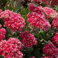 SEDUM CLASS ACT (UPRIGHT STONECROP) - 1 Gallon - Springbank Greenhouses