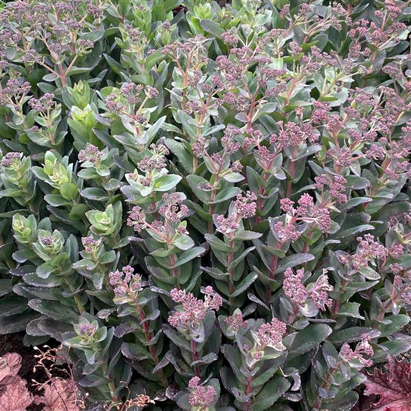 SEDUM CONGO LINE (UPRIGHT STONECROP) - 1 Gallon