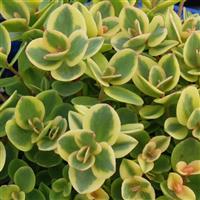 SEDUM SUNSPARKLER LIME TWISTER (CREEPING STONECROP) - Quart - Springbank Greenhouses