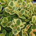 SEDUM SUNSPARKLER LIME TWISTER (CREEPING STONECROP) - Quart - Springbank Greenhouses