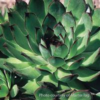 SEMPERVIVUM CARMEN (HENS AND CHICKS) - Quart - Springbank Greenhouses
