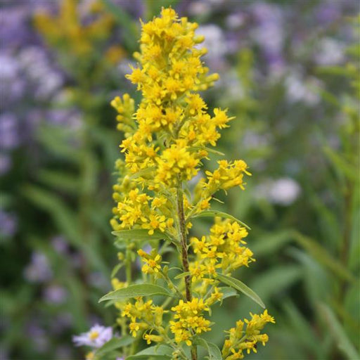 SOLIDAGO SPECIOSA (SHOWY GOLDENROD) -1 Gallon - Springbank Greenhouses