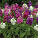 STOCK - HOT CAKE MIX - 4.5" - Springbank Greenhouses