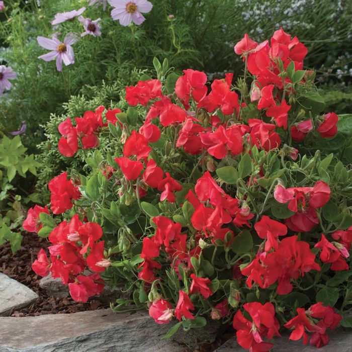 SWEET PEA - VILLA ROMA SCARLET - 5.5"