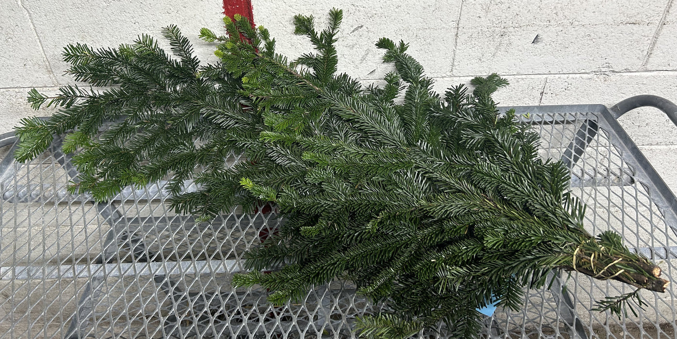 SILVER FIR BOUGHS - 3 LBS