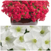 PETUNIA PATIO PLANTERS - CONTAINER IS 14" (35cm) WIDE AND 9" (23cm) DEEP - Springbank Greenhouses